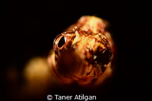 Snooted pipe fish from Istanbul/Turkey - 105mm VR - Subse... by Taner Atilgan 